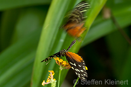 018 Tiger-Passionsfalter - Heliconius ismenius